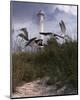 Lighthouse Terns II-Steve Hunziker-Mounted Art Print