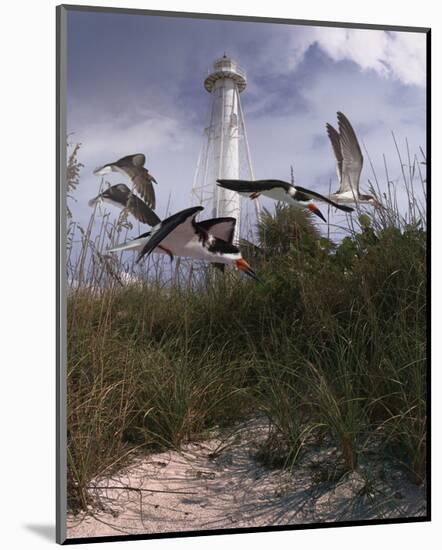 Lighthouse Terns II-Steve Hunziker-Mounted Art Print