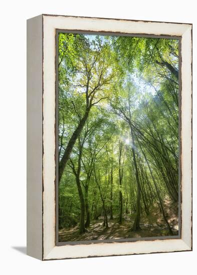 Lighting Forest-Philippe Manguin-Framed Premier Image Canvas
