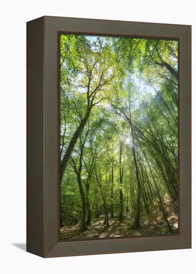 Lighting Forest-Philippe Manguin-Framed Premier Image Canvas