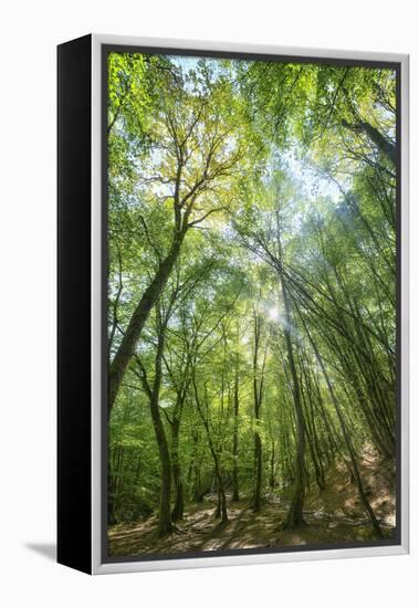 Lighting Forest-Philippe Manguin-Framed Premier Image Canvas