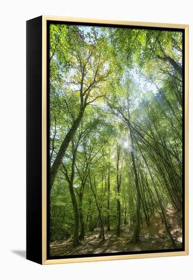 Lighting Forest-Philippe Manguin-Framed Premier Image Canvas