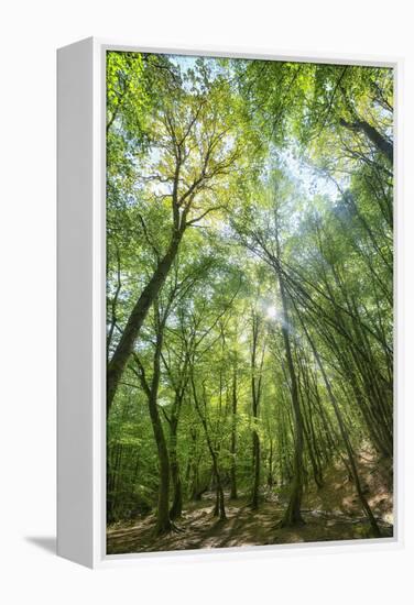 Lighting Forest-Philippe Manguin-Framed Premier Image Canvas