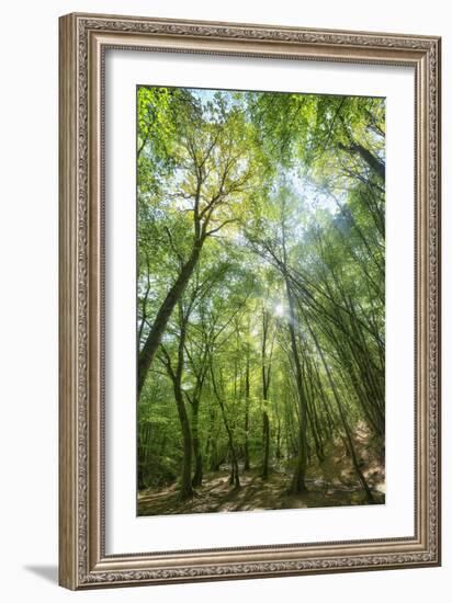 Lighting Forest-Philippe Manguin-Framed Photographic Print