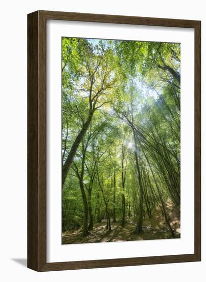 Lighting Forest-Philippe Manguin-Framed Photographic Print