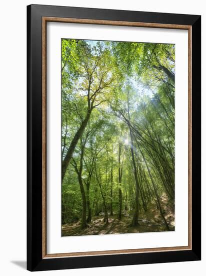 Lighting Forest-Philippe Manguin-Framed Photographic Print