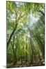 Lighting Forest-Philippe Manguin-Mounted Photographic Print