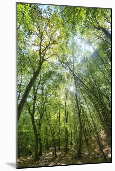 Lighting Forest-Philippe Manguin-Mounted Photographic Print