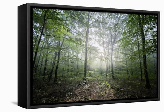 Lighting Forest-Philippe Manguin-Framed Premier Image Canvas