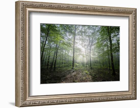 Lighting Forest-Philippe Manguin-Framed Photographic Print