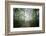 Lighting Forest-Philippe Manguin-Framed Photographic Print