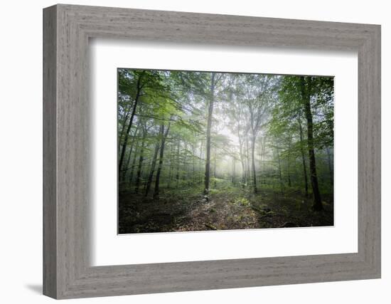 Lighting Forest-Philippe Manguin-Framed Photographic Print