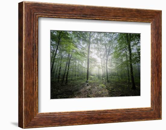 Lighting Forest-Philippe Manguin-Framed Photographic Print