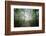 Lighting Forest-Philippe Manguin-Framed Photographic Print