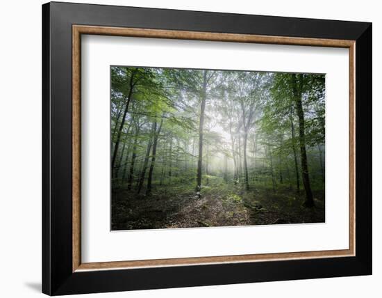 Lighting Forest-Philippe Manguin-Framed Photographic Print