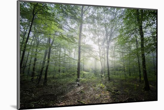 Lighting Forest-Philippe Manguin-Mounted Photographic Print