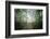 Lighting Forest-Philippe Manguin-Framed Photographic Print