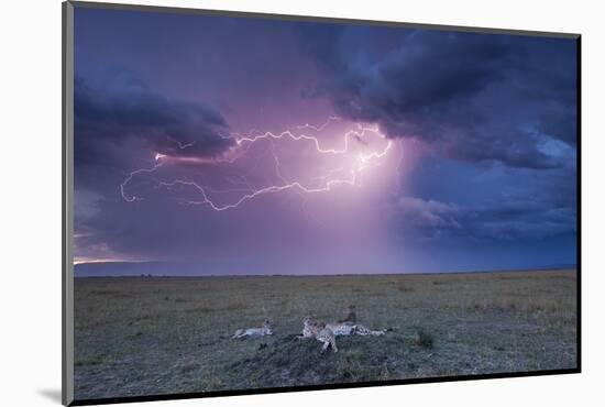 Lightning Above Cheetah with Adolescent Cubs on Termite Mound-null-Mounted Photographic Print