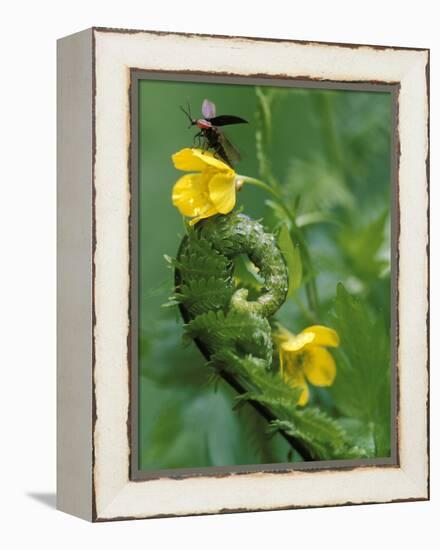 Lightning Bug Taking Flight Atop Buttercup with Ferns, Pennsylvania, USA-Nancy Rotenberg-Framed Premier Image Canvas