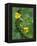 Lightning Bug Taking Flight Atop Buttercup with Ferns, Pennsylvania, USA-Nancy Rotenberg-Framed Premier Image Canvas