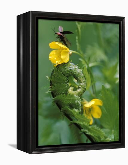 Lightning Bug Taking Flight Atop Buttercup with Ferns, Pennsylvania, USA-Nancy Rotenberg-Framed Premier Image Canvas