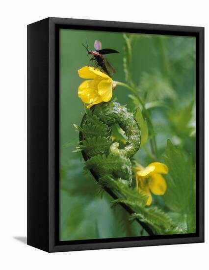 Lightning Bug Taking Flight Atop Buttercup with Ferns, Pennsylvania, USA-Nancy Rotenberg-Framed Premier Image Canvas