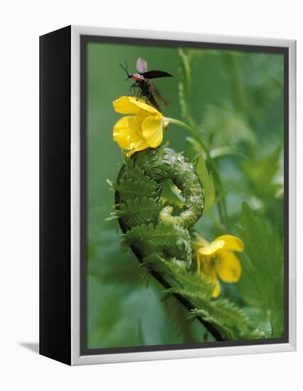 Lightning Bug Taking Flight Atop Buttercup with Ferns, Pennsylvania, USA-Nancy Rotenberg-Framed Premier Image Canvas