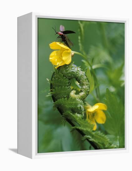 Lightning Bug Taking Flight Atop Buttercup with Ferns, Pennsylvania, USA-Nancy Rotenberg-Framed Premier Image Canvas