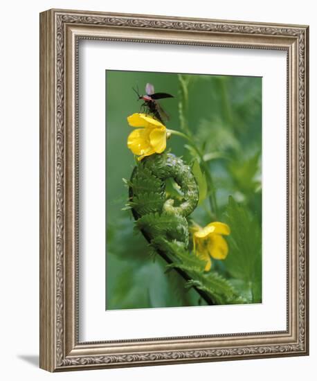 Lightning Bug Taking Flight Atop Buttercup with Ferns, Pennsylvania, USA-Nancy Rotenberg-Framed Photographic Print