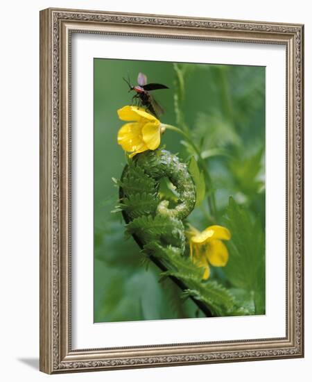 Lightning Bug Taking Flight Atop Buttercup with Ferns, Pennsylvania, USA-Nancy Rotenberg-Framed Photographic Print