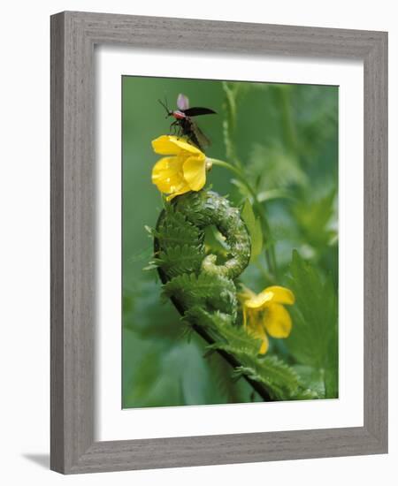 Lightning Bug Taking Flight Atop Buttercup with Ferns, Pennsylvania, USA-Nancy Rotenberg-Framed Photographic Print