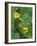 Lightning Bug Taking Flight Atop Buttercup with Ferns, Pennsylvania, USA-Nancy Rotenberg-Framed Photographic Print