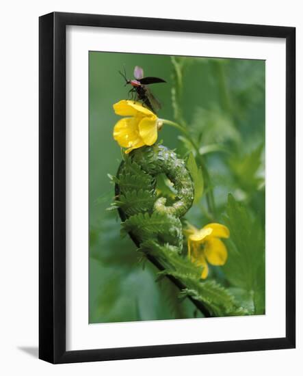 Lightning Bug Taking Flight Atop Buttercup with Ferns, Pennsylvania, USA-Nancy Rotenberg-Framed Photographic Print