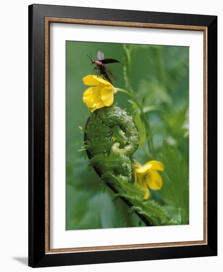 Lightning Bug Taking Flight Atop Buttercup with Ferns, Pennsylvania, USA-Nancy Rotenberg-Framed Photographic Print