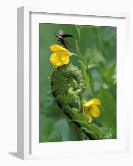 Lightning Bug Taking Flight Atop Buttercup with Ferns, Pennsylvania, USA-Nancy Rotenberg-Framed Photographic Print