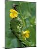 Lightning Bug Taking Flight Atop Buttercup with Ferns, Pennsylvania, USA-Nancy Rotenberg-Mounted Photographic Print