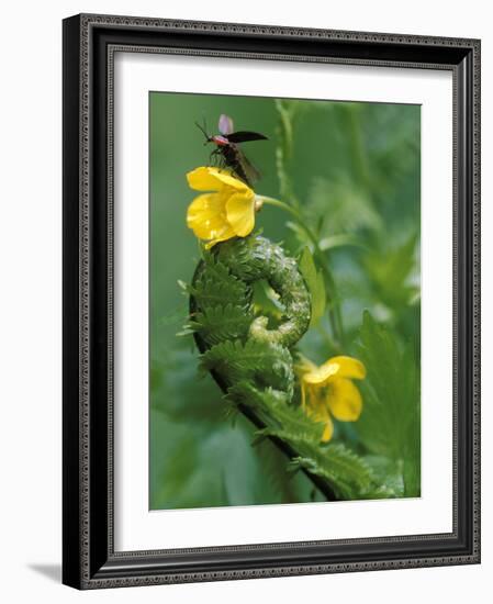 Lightning Bug Taking Flight Atop Buttercup with Ferns, Pennsylvania, USA-Nancy Rotenberg-Framed Photographic Print