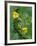 Lightning Bug Taking Flight Atop Buttercup with Ferns, Pennsylvania, USA-Nancy Rotenberg-Framed Photographic Print