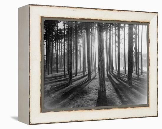 Lights and Shadows Showing Through the Trees-Bettmann-Framed Premier Image Canvas