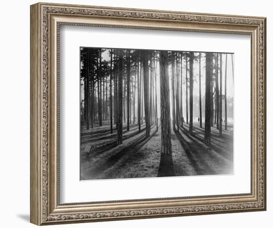 Lights and Shadows Showing Through the Trees-Bettmann-Framed Photographic Print