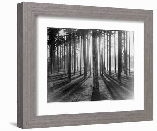 Lights and Shadows Showing Through the Trees-Bettmann-Framed Photographic Print