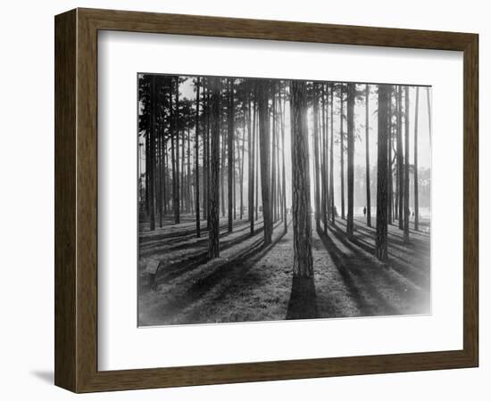 Lights and Shadows Showing Through the Trees-Bettmann-Framed Photographic Print