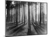 Lights and Shadows Showing Through the Trees-Bettmann-Mounted Photographic Print