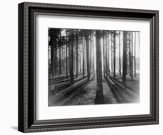 Lights and Shadows Showing Through the Trees-Bettmann-Framed Photographic Print