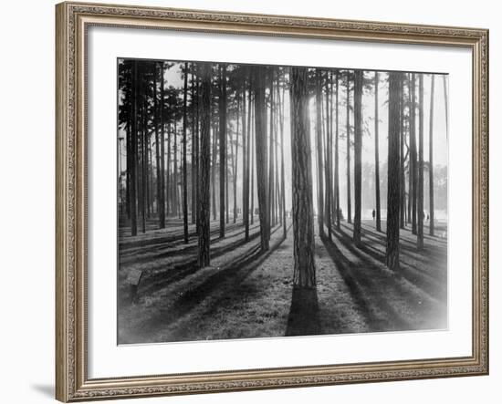 Lights and Shadows Showing Through the Trees-Bettmann-Framed Photographic Print