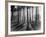 Lights and Shadows Showing Through the Trees-Bettmann-Framed Photographic Print