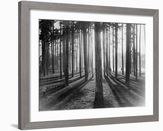 Lights and Shadows Showing Through the Trees-Bettmann-Framed Photographic Print