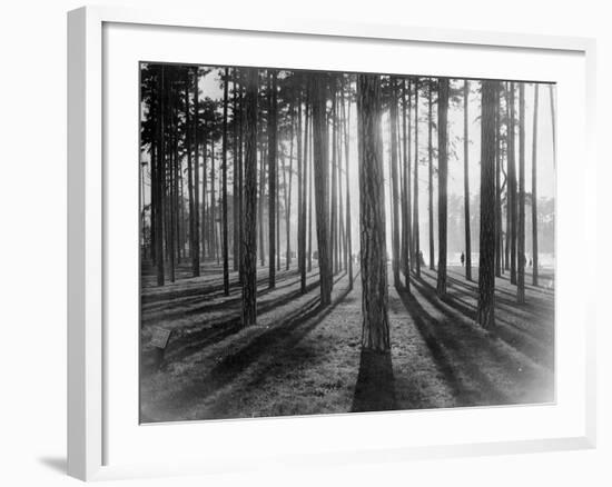 Lights and Shadows Showing Through the Trees-Bettmann-Framed Photographic Print