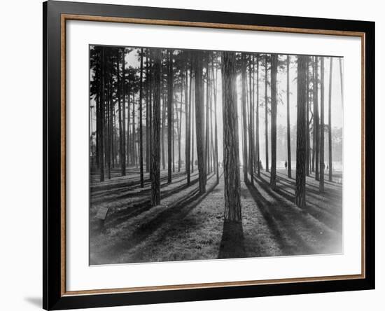 Lights and Shadows Showing Through the Trees-Bettmann-Framed Photographic Print