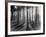 Lights and Shadows Showing Through the Trees-Bettmann-Framed Photographic Print